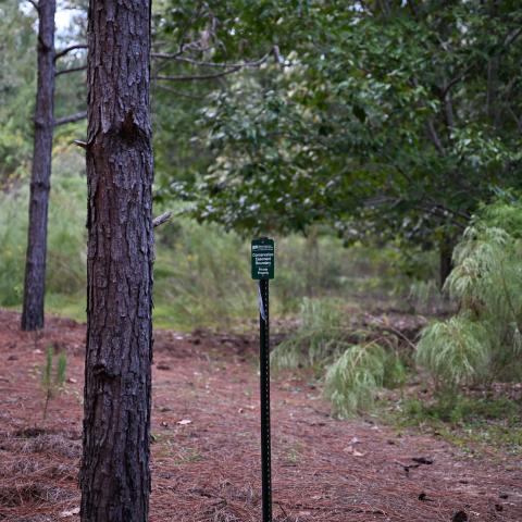 A green conservation easement boundary sign separates a managed pine stand of trees and a more natural forest.