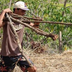 A person is carrying branches over the dry field.