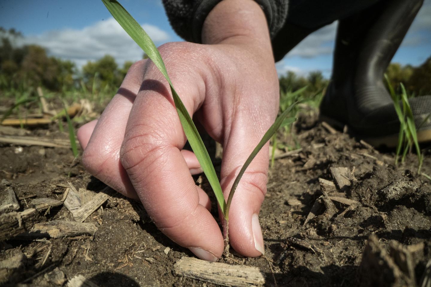 soil field plants