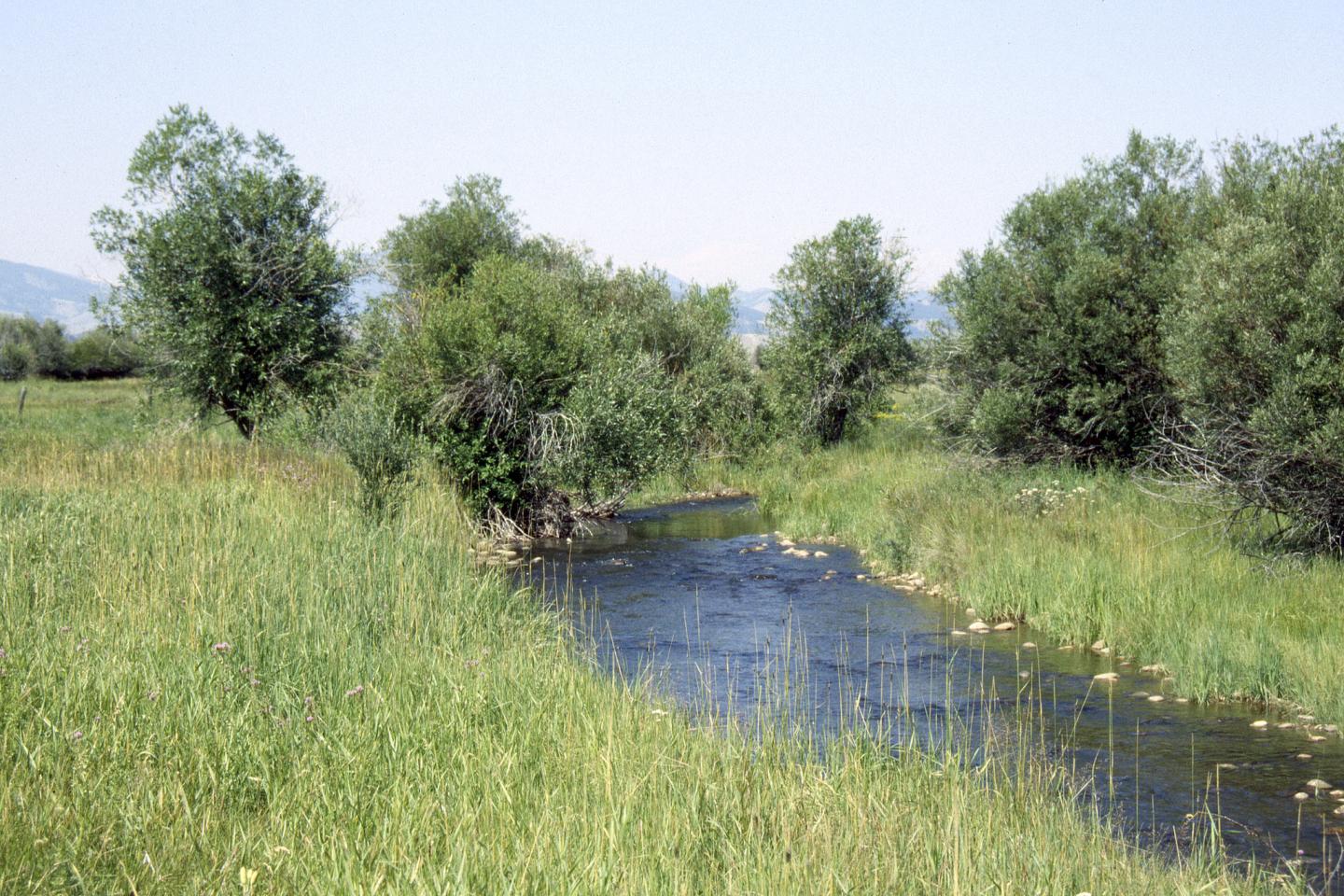 Creek with well-vegetated bank near Harrison, Montana.