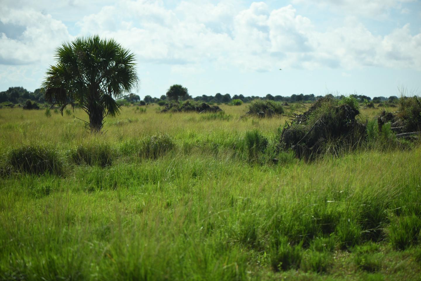 Okeechobee County Florida cattle ranch field with grass and palm tree no cattle