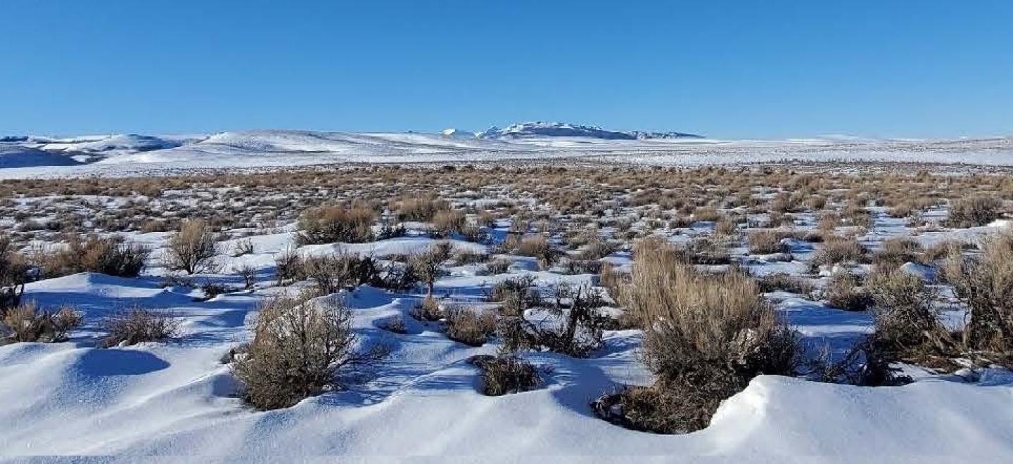 Snowdrifts in the sagebrush near Pole Creek SNOTEL