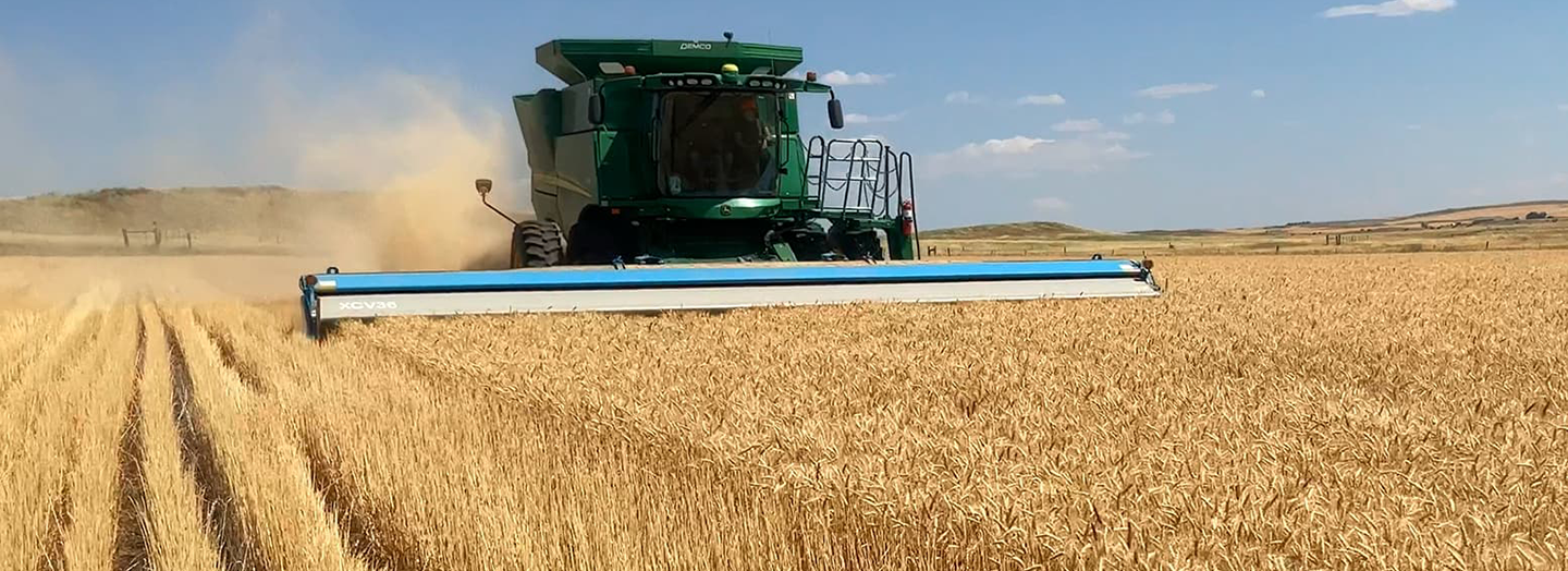 Wheat harvest with stripper header leaves tall standing residue.