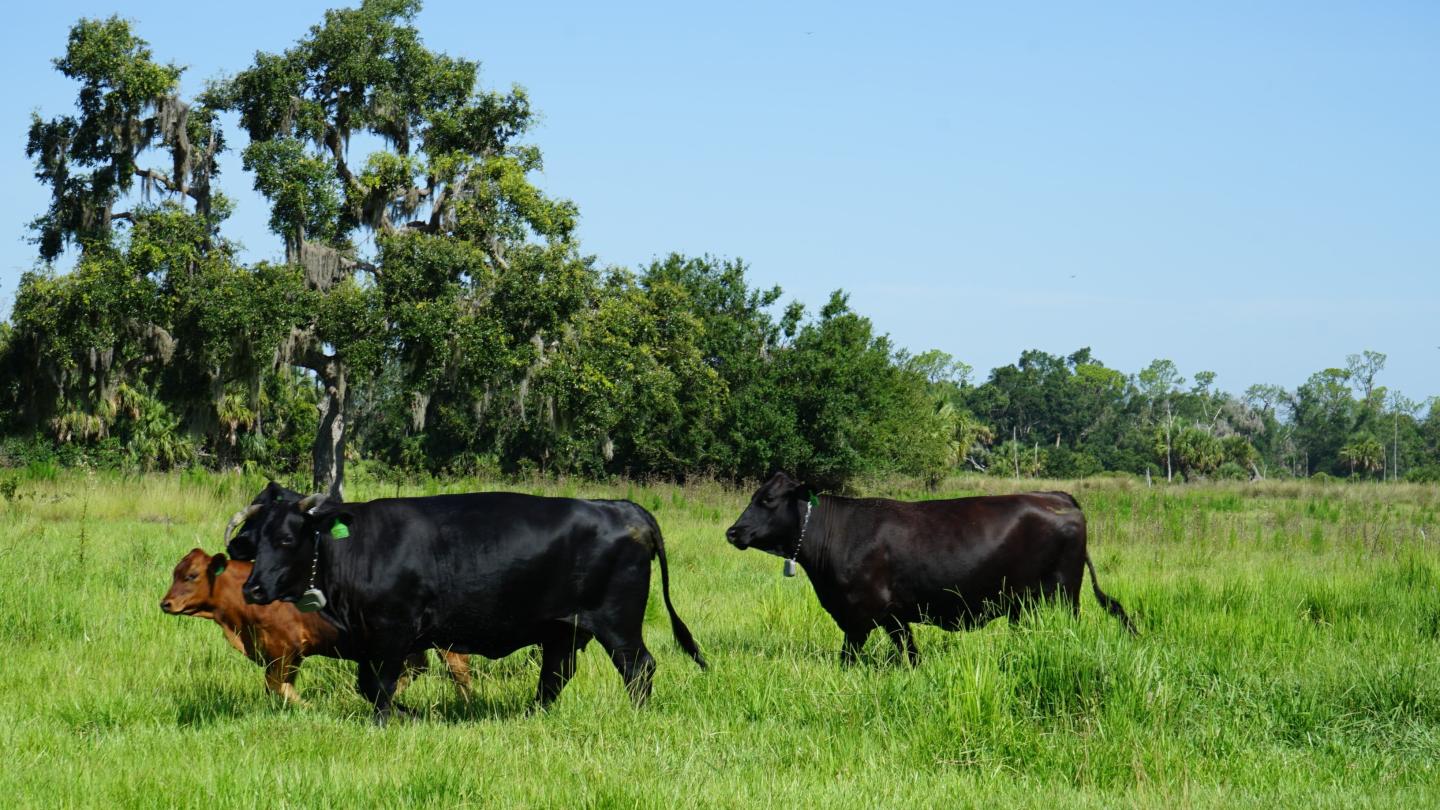 Cattle on Blackbeard Ranch in Florida - Conservation Innovation Grant project
