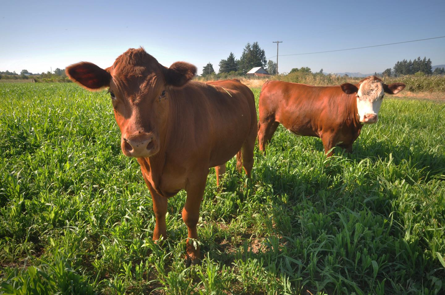 Grazing is a valuable part of Oregon farmer Chris Roehm's soil management plan. Photo by Bob Stobaugh.