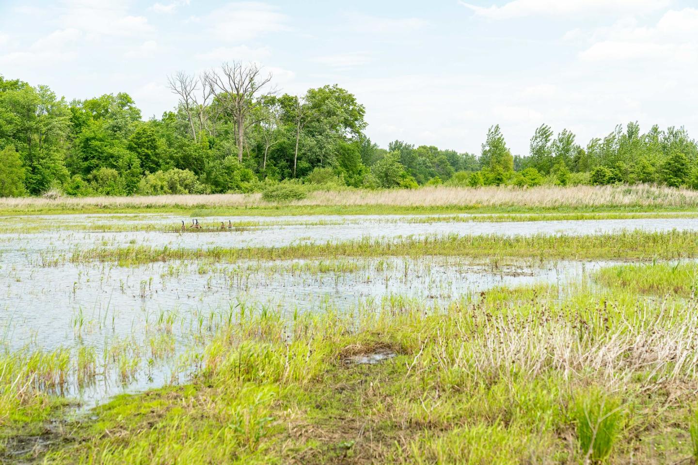 Water sits in a macro at a a restored wetland area In Starke County, Indiana May 25, 2021. The area is enrolled in the NRCS' Wetland Reserve Easement Program. The easement includes 200.6 acres of former cropland that were restored to create wetland, prairie and forest habitat for wildlife. The restoration included the installation of 16 acres of macros, which are shallow pond-like areas with diverse topographies that hold water at various times of the year depending on the water table’s height. 
In winter