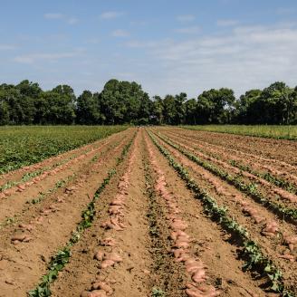 Harvested hand picked large sweet potatoes, at Kirby Farms in Mechanicsville, VA on Friday, Sept. 20, 2013. 200 acres of the farm are devoted to eggplant, spinach, beets, tomato, jalapeno peppers, melons and a variety of greens. Soybeans and small grain are grown on the remaining 300 acres. Using rotational crop practices allows Kirby Farms to double and triple crop yields. Wholesalers, who buy from this farm, sell the produce to major supermarkets in the Mid-Atlantic region, from North Carolina to Maryland