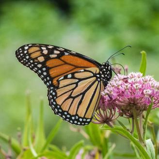 Monarch Butterfly feeding on nectar from a flower.