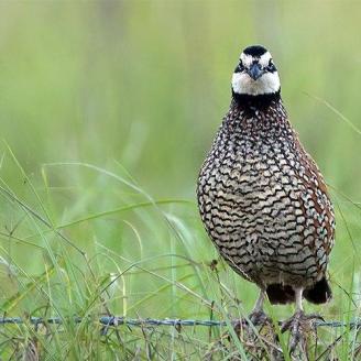 northern bobwhite on wire