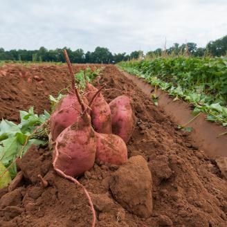 The sweet potatoes harvest begins by plowing them up at Kirby Farms in Mechanicsville, VA on Sept. 20, 2013. They devote 200 acres of the farm to eggplant, spinach, beets, tomato, jalapeno peppers, melons and a variety of greens. Soybeans and small grain are grown on the remaining 300 acres. The fertile Virginia soil and their management practices, allows Kirby Farms to double and triple crop fields with rotational crop selection. Wholesalers, who buy from this farm, sell the produce to major supermarket