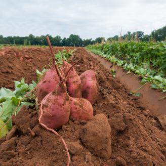 The sweet potatoes harvest begins by plowing them up at Kirby Farms in Mechanicsville, VA on Sept. 20, 2013.  They devote 200 acres of the farm to eggplant, spinach, beets, tomato, jalapeno peppers, melons and a variety of greens. Soybeans and small grain are grown on the remaining 300 acres.  The fertile Virginia soil and their management practices, allows Kirby Farms to double and triple crop fields with rotational crop selection.  Wholesalers, who buy from this farm, sell the produce to major supermarket