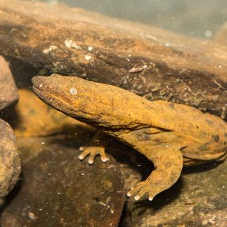 eastern hellbender