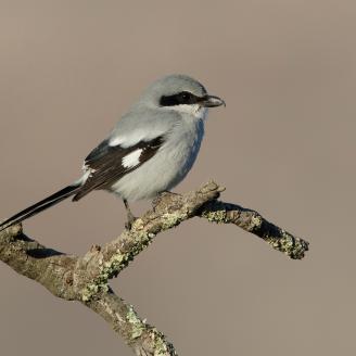 Loggerhead Shrike