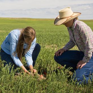 NRCS and producer examine no-till wheat crop in Petroleum County, Montana