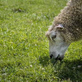 The head and neck of one sheep grazing in a green pasture.