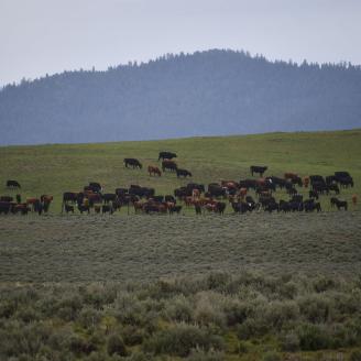 Cows in a pasture on a hill; larger hills with pine trees in the distance