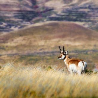 antelope in a field