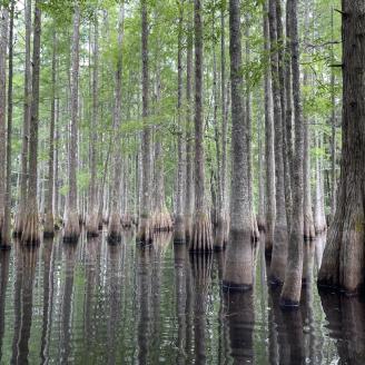 Trees standing in water close together. Photo taken by Tall Timbers Research - an RCPP partner with NRCS in Florida.