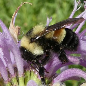 Rusty Patched Bumble Bee