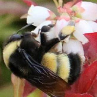 Yellow banded Bumble Bee