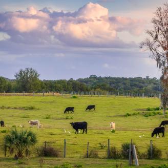 Landscape view of cows in a green pasture on a Florida Farm.