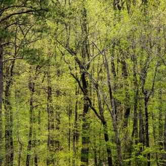 Trees line the riperian zone along Mountain Fork, a tributary of the Little River, seen from a water crossing at US 259 and Wey County 28000, at Smithville, OK, on April 8, 2015. 
Today, residents, business owners, and governmental entities came to Smithville to celebrate the completion of a more than $25 million water project that for the first time ever provides public water to residents in Oklahoma’s Ouachita Mountains. 
The American Recovery &amp; Reinvestment Act of 2009 (ARRA) Grant provided $18 mil