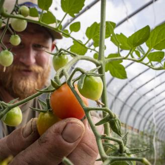 Cody Scott harvests grape tomatoes at Green Bexar Farm, in Saint Hedwig, Texas, near San Antonio, on Oct 21, 2020. Cody and Natalie Scott started with a 10-acre pecan grove in 2017 and has since converted one acre for a wide variety of produce on micro irrigated beds outdoors and in three seasonal high tunnels installed with the technical and financial conservation assistance of the U.S. Department of Agriculture (USDA) Natural Resources Conservation Service (NRCS). Cody estimates it would have taken him te