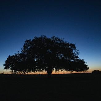 Sunset behind oak trees at the C.G. Merlo Ranch in San Saba, Texas, on June 10, 2022. Traven Day and Stephen Thornhill work into the evening to install a livestock pipeline. The pipeline is cost shared by the U.S. Department of Agriculture USDA Natural Resources Conservation Practice (516) will allow rancher / landowner / military veteran Chuck Merlo and wife Valerie will be able to connect to their water supply line and pipe rather than carry water to water troughs for their cattle in distant pastures. T