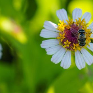 A pollinator visits a flower at Singletree Flower Farm in Goshen, Indiana June 29, 2022Kate Friesen and Scott Kempf founded the fresh cut flower farm in 2018. They sell flowers through a CSA, at local farmers’ markets and for special events. Friesen and Kempf received assistance through USDA’s Natural Resources Conservation Service’s Environmental Quality Incentives Program (EQIP) to add a high tunnel and hedgerow to the farm. (NRCS photo by Brandon O’Connor)