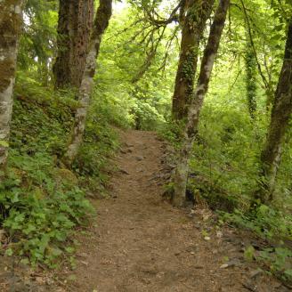 This is just one of many trails that borders the Umpqua River in the Umpqua National Forest in Oregon on June 10, 2008. USDA photo by Bob Nichols.
