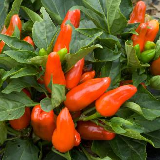 Tangerine Dream peppers grow in a cultivated bed on Aug. 26, 2005. The Tangerine Dream is a sweet, edible, ornamental pepper developed by the U.S. Department of Agriculture’s (USDA) Agricultural Research Service. It is a cross between a sweet bell pepper named “Cadice” and a squash type pepper with superior flavor named “Tennessee Cheese”. USDA Photo by Stephen Ausmus.