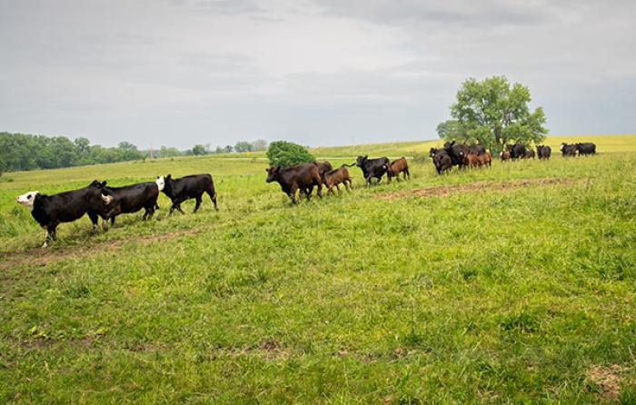 Cattle running through a field on the Birds' farm