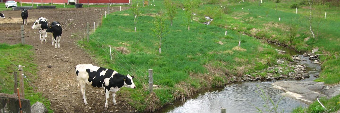 Cows on a farm, approaching a reflective stream.