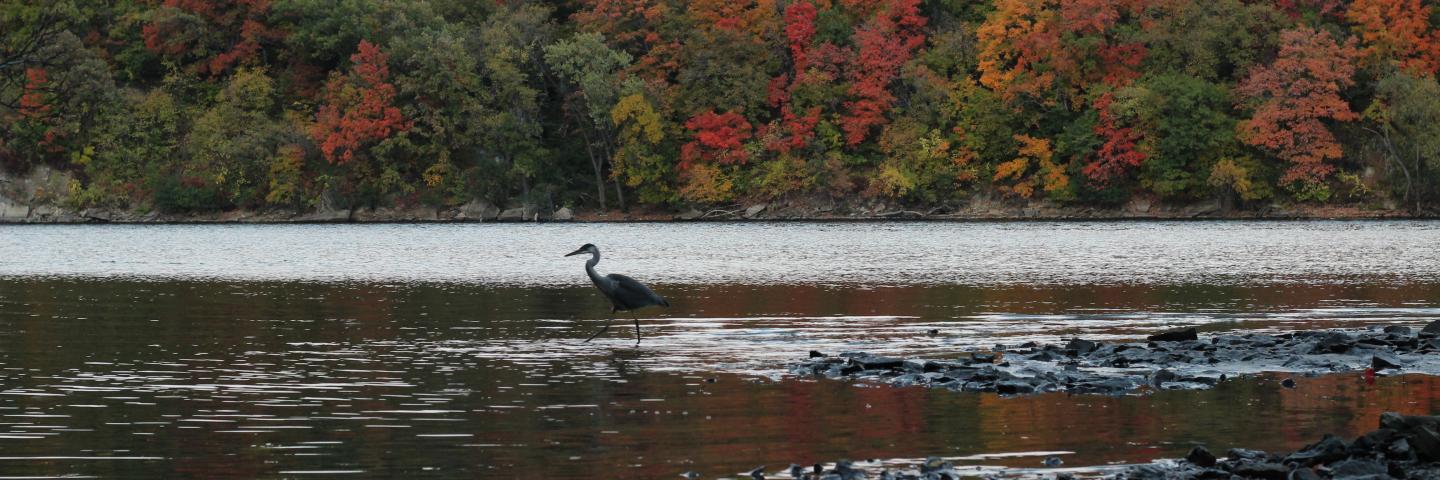 A great blue heron stands in the Mississippi River with fall foliage in the background.