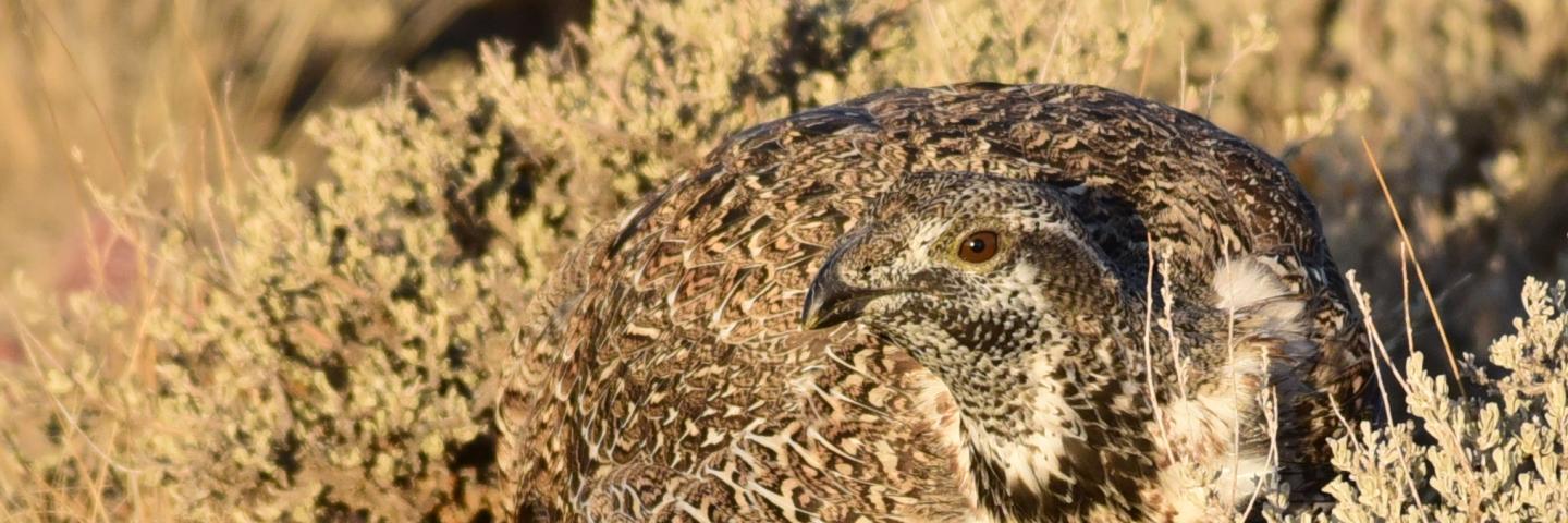 A male greater sage-grouse feeding on Wyoming big sagebrush leaves