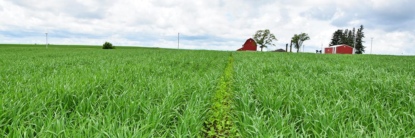 Cover crops protect this Delaware County crop field from soil erosion.