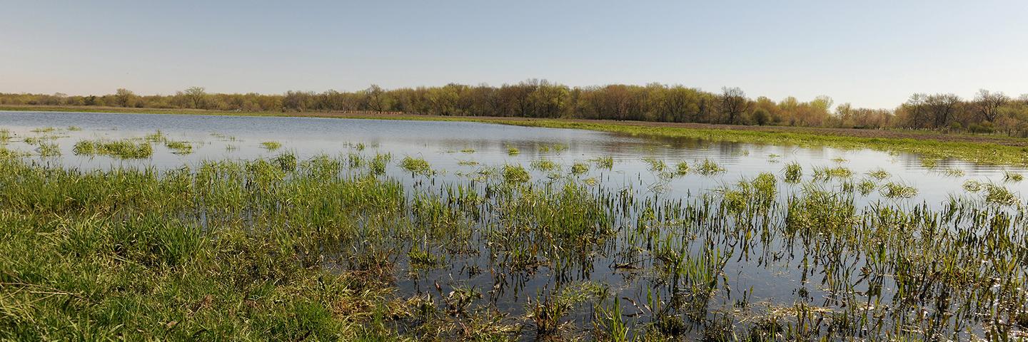 A wetland with green plants and standing water, with light blue skies above.