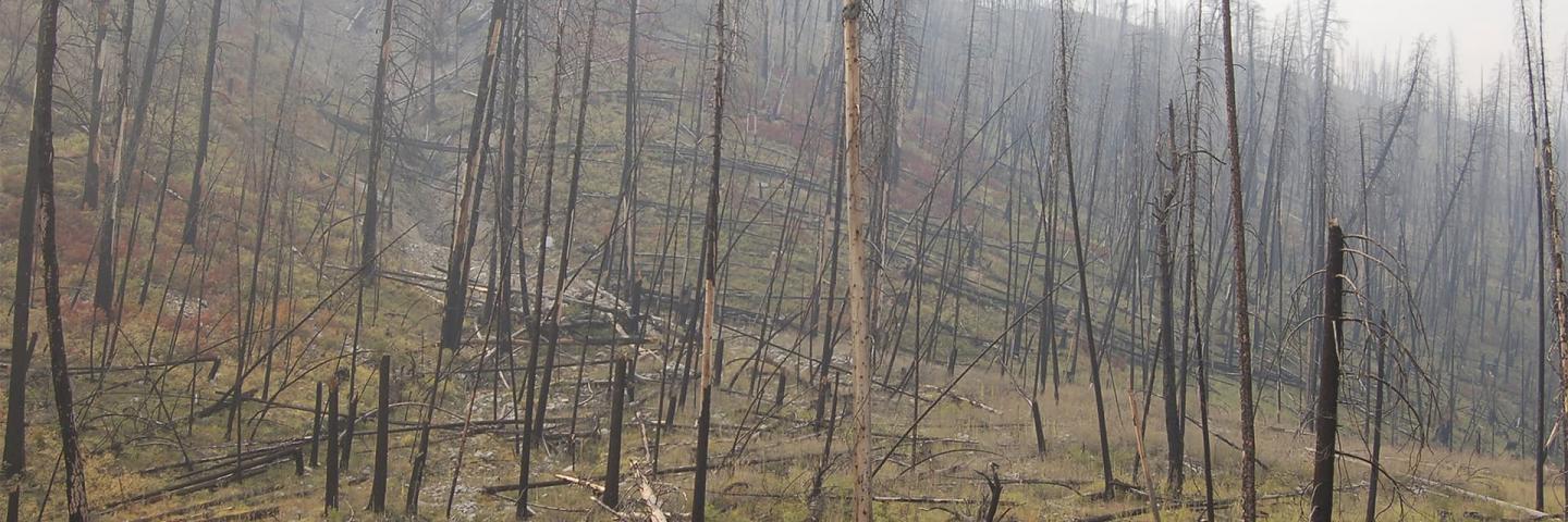 Burned trees dot a hillside after a wildfire. Both erosion and regrowth of ground vegetation cabn be seen.