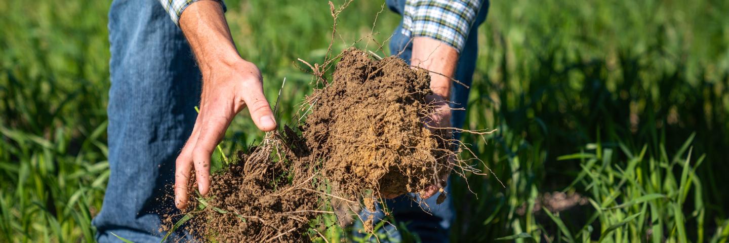 Loose, uncompacted soil, healthy roots, earthworms and soil moisture are indications of healthy soil.