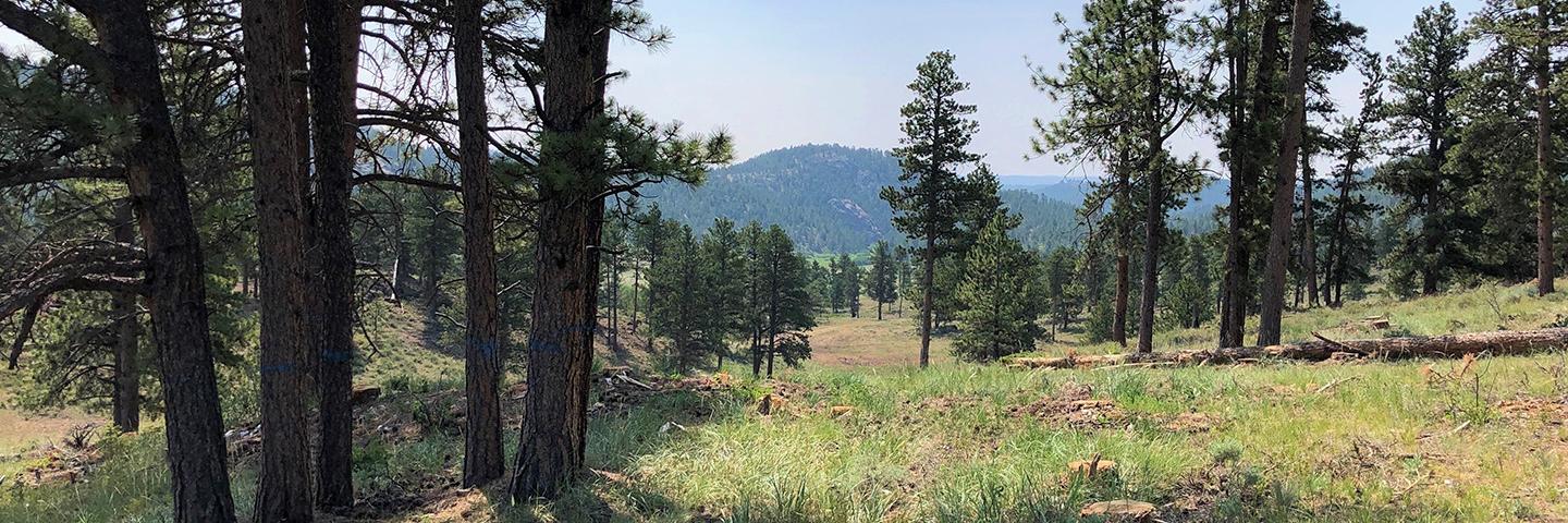 Top mountain with pine trees; some have been cut down