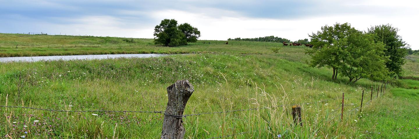 Fencing protects a pond from livestock damage on pasture land in Taylor County, Iowa.
