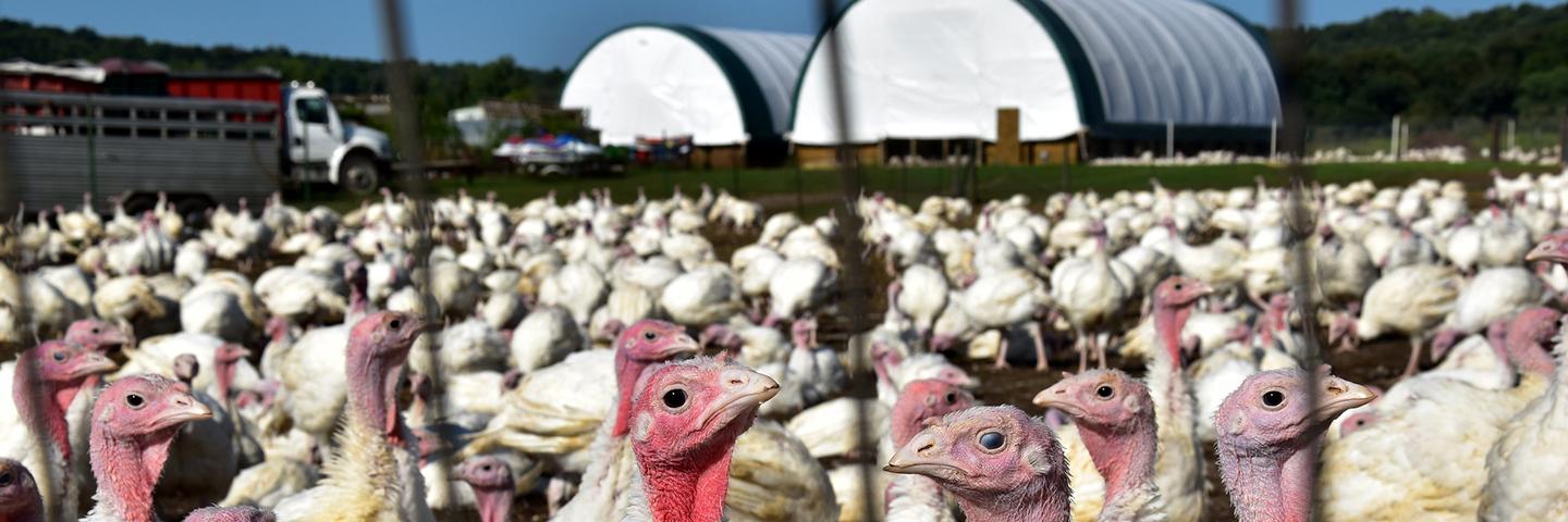 Organic turkeys in Winneshiek County, Iowa.