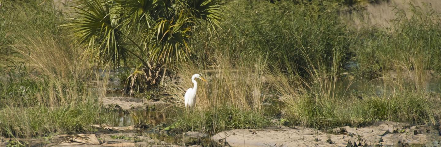 White egret in a wetland in Florida
