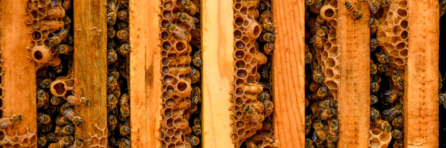 Bees at the OSU Central Oregon Agricultural Research Center in Madras, Oregon