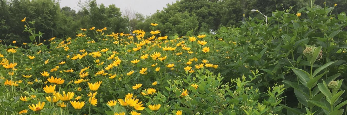 A one-acre plot of pollinator plants at OHF Orchards LLC.