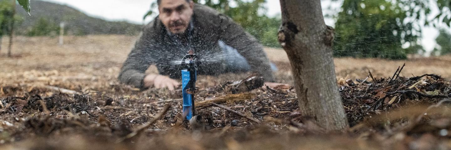 Salvador Prieto gets nearly ground level to see how well this micro-sprinkler is working under one of his avocado trees, in Somis, CA, on Nov 15, 2018.
Salvador Prieto grew up watching and helping his father grow corn and beans on a small farm in Mexico. The journey from bean fields to 20-acre orchard owner with his wife Martha Romero was not a straight and narrow path to Somis, Calif. In fact, it was music that brought him to the United States. Today the passion is agriculture.
Similarly, Romero didn’