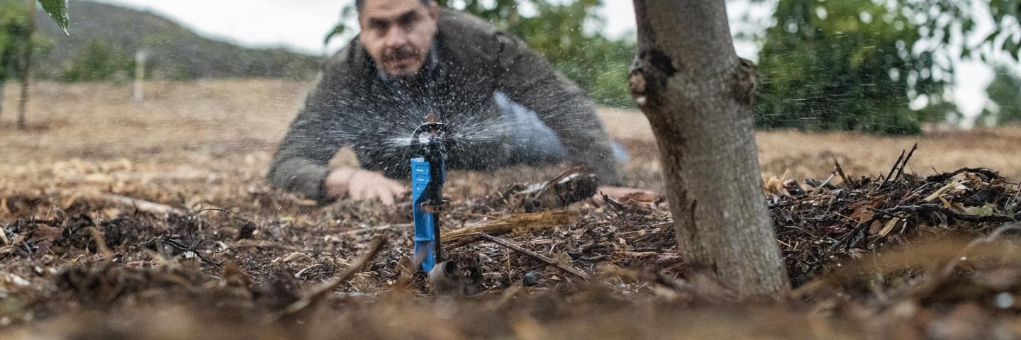 Salvador Prieto gets nearly ground level to see how well this micro-sprinkler is working under one of his avocado trees, in Somis, CA, on Nov 15, 2018.

Salvador Prieto grew up watching and helping his father grow corn and beans on a small farm in Mexico. The journey from bean fields to 20-acre orchard owner with his wife Martha Romero was not a straight and narrow path to Somis, Calif. In fact, it was music that brought him to the United States. Today the passion is agriculture.


Similarly, Romero didn’