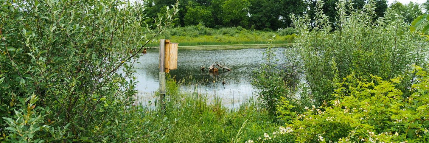 Tom Dykstra purchased this 110-acre wetland reserve easement located in Fremont, Indiana in 2015. The property, pictured June 7, 2022, was originally enrolled in the Wetland Reserve Easement Program through USDA’s Natural Resources Conservation Service in 2010 through an initiative in the Fish Creek Watershed aimed at creating habitat for the endangered copper belly water snake. Dykstra worked with NRCS in 2019 to connect multiple wetlands on the property with tile drains and water control structures to a