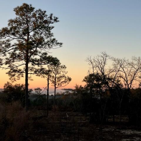 Smoke settles over Smith Lake Preserve in early morning after prescribed burn in Florida.