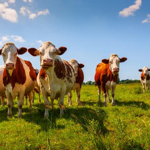 Red cows in a pasture